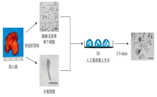 活细胞扫描分析仪MCS31在类器官研究中的应用