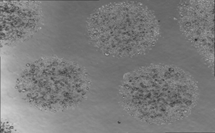 “类器官”技术的崛起，是对动物模型的一种倾轧吗？